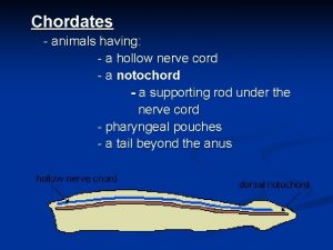 Chordates animals having a hollow nerve cord a