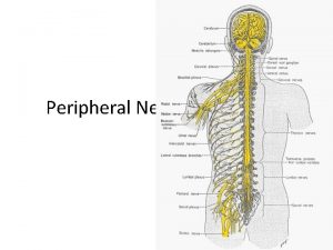 Peripheral Nervous System Peripheral Nervous System PNS Cranial