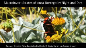 Macroinvertebrates of AnzaBorrego by Night and Day Spencer