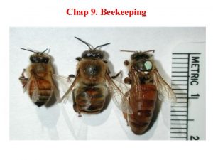 Chap 9 Beekeeping 9 1 Significance of Beekeeping