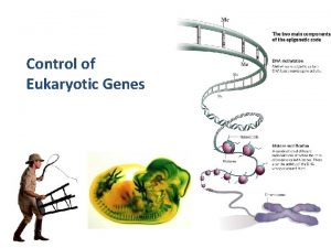 Control of Eukaryotic Genes The BIG Questions How