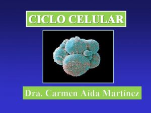 CICLO CELULAR Dra Carmen Ada Martnez La divisin