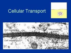 Cellular Transport About Cell Membranes 1 Every cell