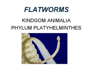 FLATWORMS KINDGOM ANIMALIA PHYLUM PLATYHELMINTHES Characteristics 1 Three