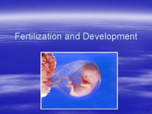 Fertilization and Development Fertilization The union of sperm