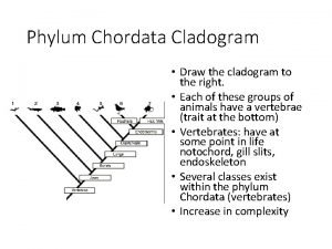 Phylum Chordata Cladogram Draw the cladogram to the