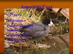 American Coot 1316 n Migration n Ponds lakes