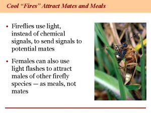 Cool Fires Attract Mates and Meals Fireflies use