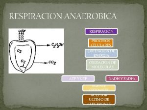 RESPIRACION ANAEROBICA RESPIRACION PROCESOS CELULARES OBTENCION DE ENERGIA