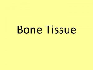 Bone Tissue Functions of Bone Support Protection Assists