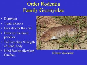 Order Rodentia Family Geomyidae Diastema 1 pair incisors