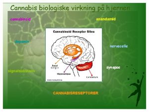 Cannabis biologiske virkning p hjernen cannabinoid anandamid dopamin