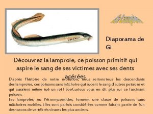 Diaporama de Gi Dcouvrez la lamproie ce poisson