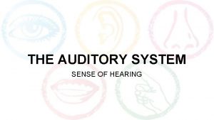 THE AUDITORY SYSTEM SENSE OF HEARING THE AUDITORY