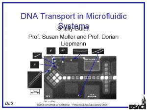 DNA Transport in Microfluidic Systems Shelly Gulati Prof