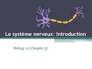 Le systme nerveux Introduction Biology 12 Chapitre 5