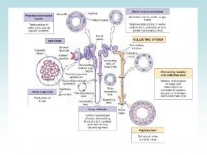 Proximal Convoluted Tubule Active Reabsorption Nutrients glucose and