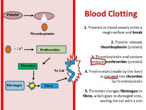 Blood Clotting Platelet 1 Platelets in blood vessels