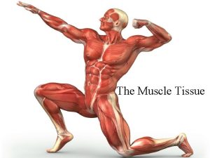 The Muscle Tissue Muscle Tissue Made up of
