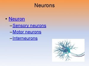 Neurons Neuron Sensory neurons Motor neurons Interneurons A