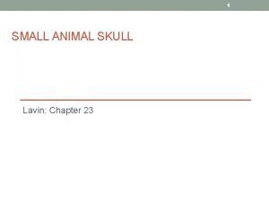 1 SMALL ANIMAL SKULL Lavin Chapter 23 2