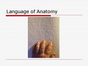 Language of Anatomy The Language of Anatomy o