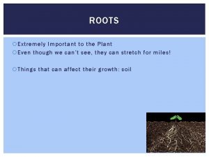ROOTS Extremely Important to the Plant Even though