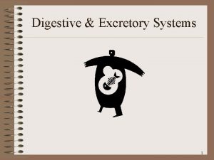 Digestive Excretory Systems 1 The Digestive System 2