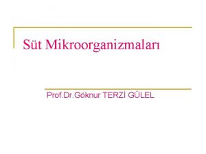 St Mikroorganizmalar Prof Dr Gknur TERZ GLEL n