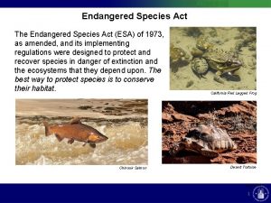 Endangered Species Act The Endangered Species Act ESA