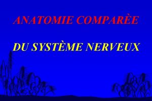 ANATOMIE COMPARE DU SYSTME NERVEUX introduction n Cest