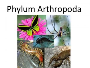 Phylum Arthropoda General Characteristics Arthropod jointed feet Largest