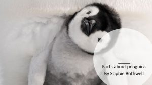 Facts about penguins By Sophie Rothwell What are