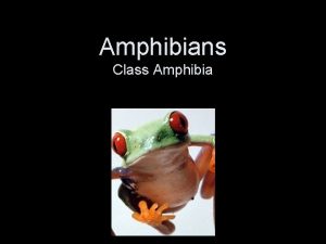 Amphibians Class Amphibia Amphibians Animals that can live