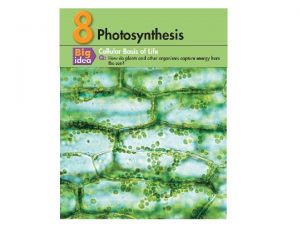 CP Ch 8 PHOTOSYNTHESIS Uses energy from sunlight