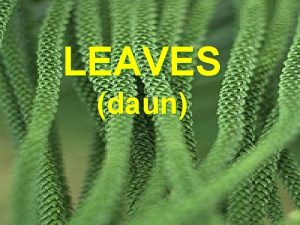LEAVES daun The primary functions of leaves Photosyntesis