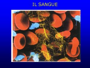 IL SANGUE Il sangue Il sangue rispetta le