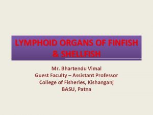 LYMPHOID ORGANS OF FINFISH SHELLFISH Mr Bhartendu Vimal