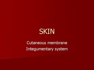 SKIN Cutaneous membrane Integumentary system INTEGUMENTARY SYSTEM n