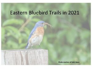 Eastern Bluebird Trails in 2021 Photo courtesy of