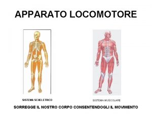 APPARATO LOCOMOTORE SISTEMA SCHELETRICO SISTEMA MUSCOLARE SORREGGE IL