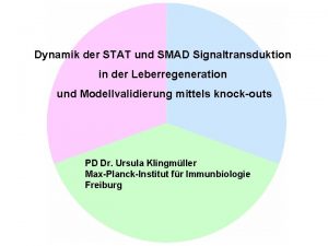 Dynamik der STAT und SMAD Signaltransduktion in der