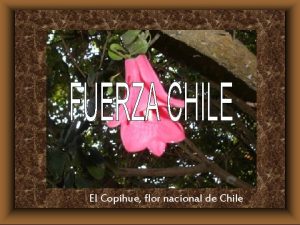 El Copihue flor nacional de Chile Fuerz Chile