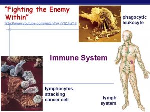 Fighting the Enemy Within phagocytic leukocyte http www