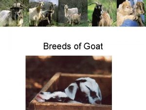 Breeds of Goat Boer Goats South Africa Meat