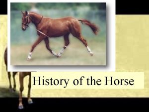 History of the Horse Evolution of the Horse