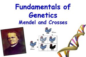 Fundamentals of Genetics Mendel and Crosses Gregor Mendel