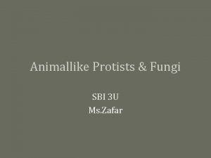 Animallike Protists Fungi SBI 3 U Ms Zafar