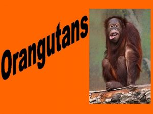 By Sam Mc Cauley The Orangutan Orangutans are