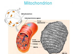 Mitochondrion Mitochondria Mitochondrion Eukaryotic organelle that carries out